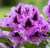 Rhododendron 'Lem's Stormcloud 8L (102991) 4.7L