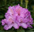 Rhododendron 'Lem's Stormcloud 8L (102991) 4.7L