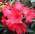 Rhododendron 'Lem's Stormcloud 8L (102991) 4.7L
