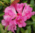 Rhododendron 'Lem's Stormcloud 8L (102991) 4.7L