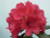 Rhododendron 'Lem's Stormcloud 8L (102991) 4.7L