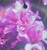 Rhododendron 'Lem's Stormcloud 8L (102991) 4.7L