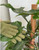 Gloves - Plant Dusting Glove