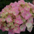 Hydrangea m 'Brilliant' 6L