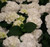 Hydrangea 'Snowball' 4.5L