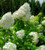 Hydrangea p 'Limelight' 3.3L