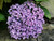 Hydrangea macrophylla 'Ayesha' 6L