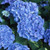 Hydrangea 'Renate Steiniger' 6L