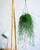 Rhipsalis 'Capilliformis' 17cm