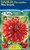 Dahlia Decorative 'Miss Brandy