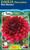 Dahlia Decorative 'Red Runner'