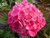 Hydrangea macrophylla 'Piamina 3L