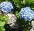 Hydrangea 'Blue Diamond' 6L