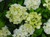 Hydrangea 'Bridal Bouquet' 6L