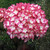 Hydrangea macrophylla 'Sabrina 6L