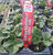 Strawberry 'Camarosa' 6 Pack 10cm