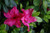 Azalea 'Paradise Radiance' 2.5L