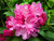 Rhododendron 'Kalinka' 4.7L
