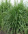 Lomandra longifolia 'Tanika' 2L (91909) 2L