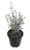 Teucrium fruticans 'Silver Box 1.9L