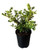 Buxus 'Renaissance' 1.9L