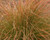 Carex testacea 1.9L
