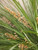Lomandra longifolia 'Tanika' 2L (91909) 2L