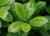 Ilex 'Largo' 2.5L