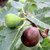 Ficus 'Figalicious' 2.5L