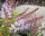 Hebe 'Wiri Splash' 1.5L