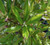 Cordyline stricta 'Show Off' 3.3L (96366) 3.3L (103950) 6L
