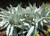 Senecio niveoaureus 'Bella Gri 1L