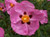 Cistus 'Brilliancy' 2.5L