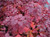Cotinus coggygria 'Grace' - St 8.5L