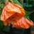 Abutilon 'Defiance' 2.5L