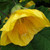 Abutilon 'Yellow' 2.5L