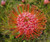 Leucospermum 'Tango' 1.5L