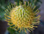Leucospermum 'Goldie' 3.3L