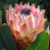Protea magnifica 3.5L