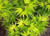 Acer p 'Mikawa Yatsabusa' 6L (95702) PB18
