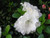 Azalea 'Aline' 2.5L