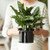 Self Watering Insert 17cm