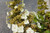 Hydrangea quercifolia 'Ice Cry 3.3L