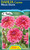 Dahlia Cactus 'Missis Dutch'