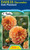 Dahlia Decorative 'Irish Pinwh