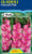 Gladioli 'Fairytale Pink' 5's