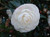 Camellia s 'Early Pearly - Sta 6L