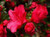 Azalea 'Red Wings' 2.5L