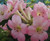 Rhododendron vireya 'First Lig 2.5L
