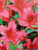 Azalea 'Mrs Kint Red' 14cm